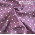 горошек, фиолетовый